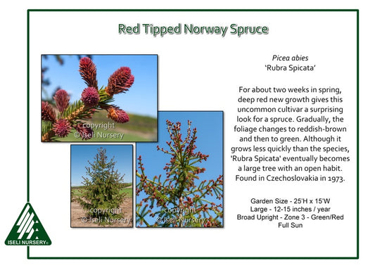 Spruce - Red Tipped Norway