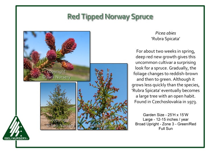 Spruce - Red Tipped Norway