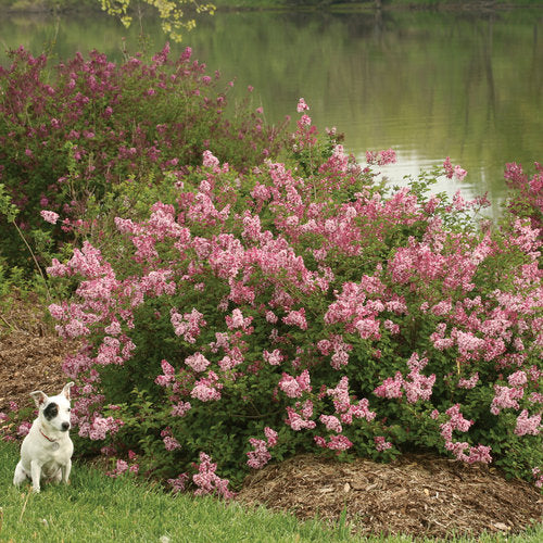 Lilac Scent & Sensibility Pink