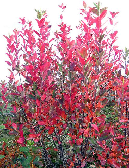 Serviceberry - Rainbow Pillar