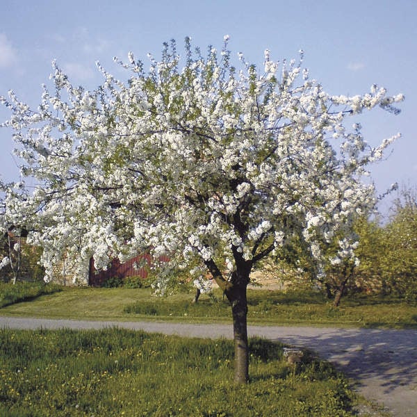 Cherry - Stella Sweet