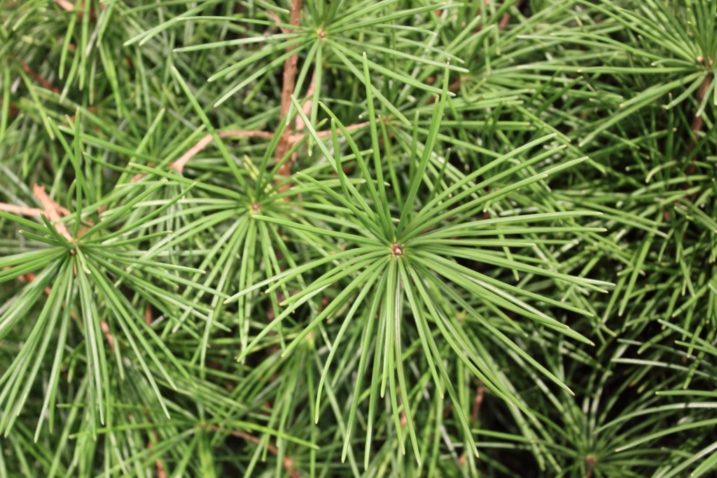 Umbrella Pine - Wintergreen