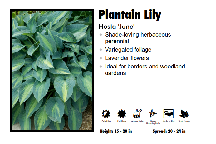 Hosta 'June'