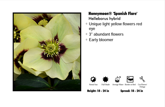 Helleborus 'Spanish Flare'
