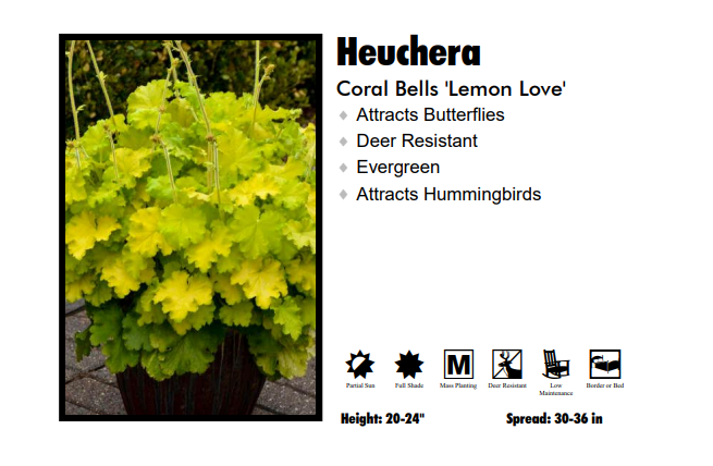 Heuchera 'Lemon Love' Coral Bells