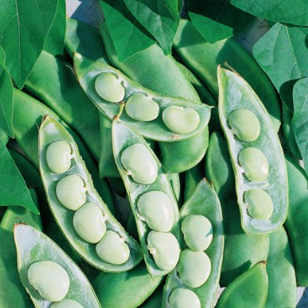 Lima Bean - Fordhook 242 Seed