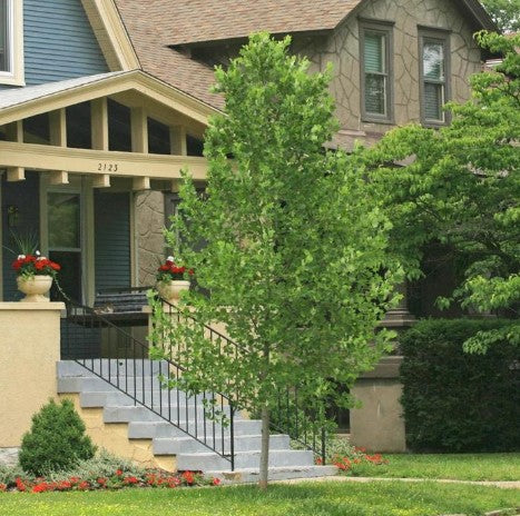 Liriodendron Tulipifera - Little Volunteer