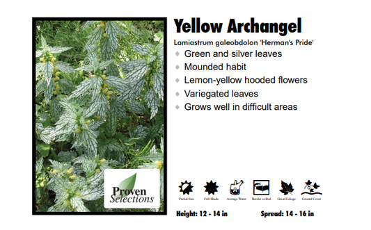 Lamiastrum 'Herman's Pride Yellow Archangel'