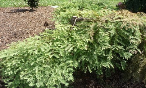 Redwood - Miss Grace Weeping