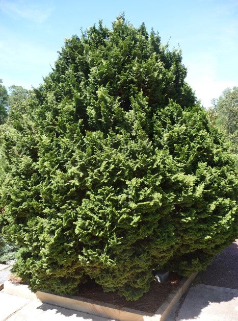Hinoki Cypress - Kosteri