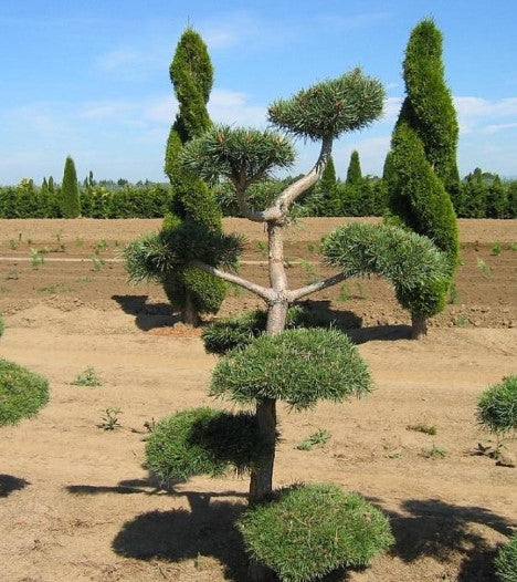 Scotch Pine - Shore Poodle