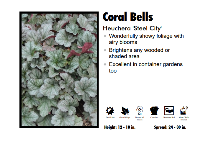 Heuchera 'Steel City' Coral Bells