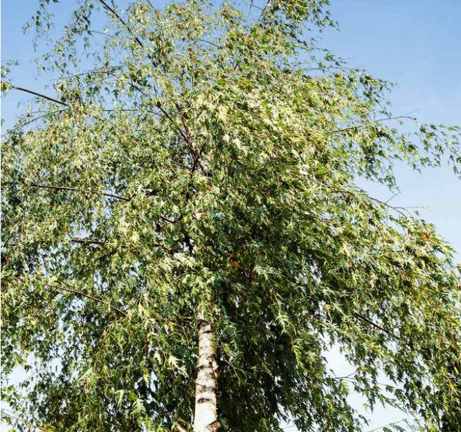 Birch - Weeping Cutleaf