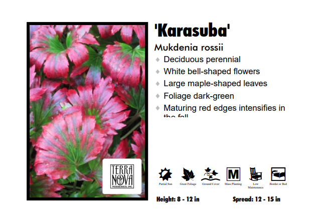 Mukdenia Rossii 'Karasuba' Red Leafed Mukdenia
