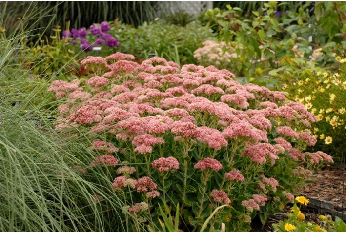 Sedum Spectabile Autumn Joy (Herbstfreude), Pink