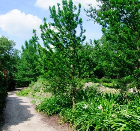 Bald Cypress - Peve Minaret