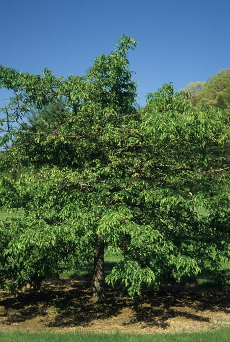 Crab - Molten Lava Weeping White