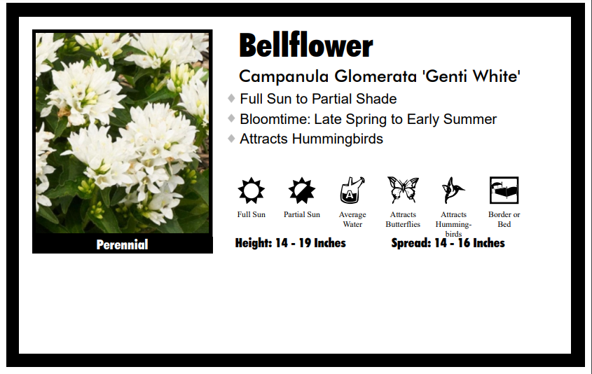 Campanula "Glomerta-Genti White" Bellflower