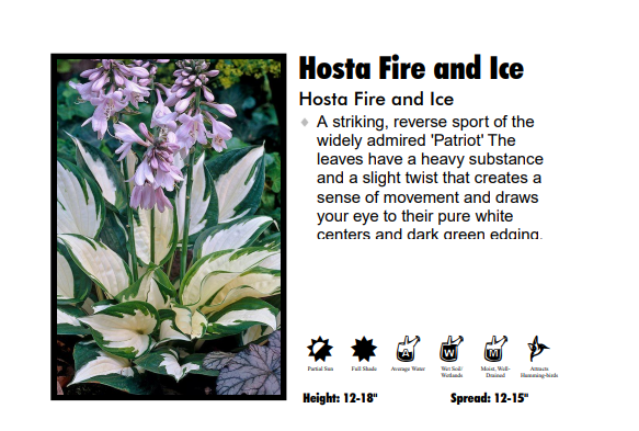 Hosta ‘Fire and Ice'