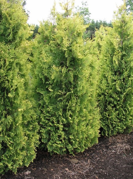 Arborvitae - Yellow Ribbon