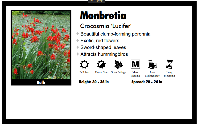 Crocosmia "Lucifer" Coppertips