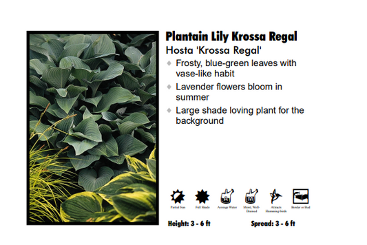 Hosta ‘Krossa Regal’