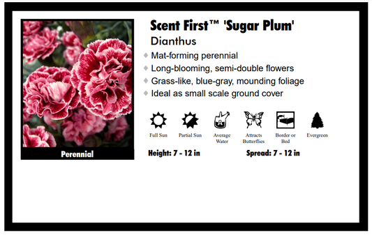 Dianthus "Sugar Plum" Pinks