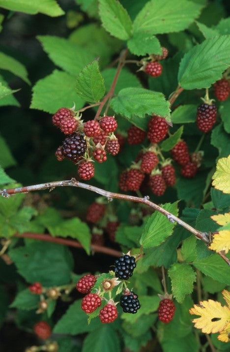 Blackberry - Black Satin