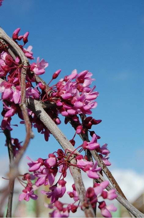 lavender redbud tree Redbud