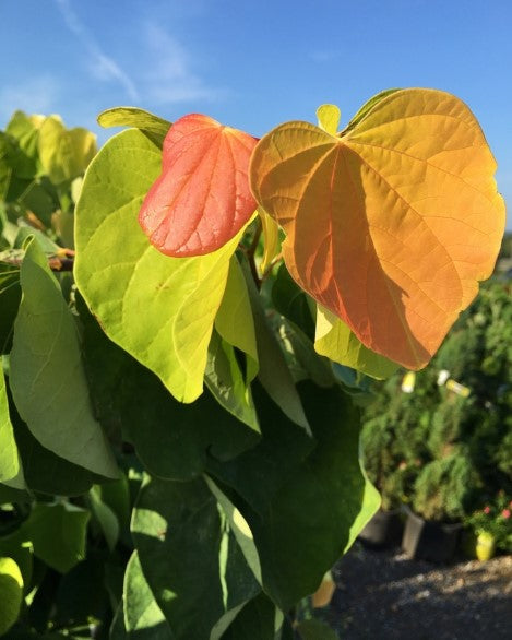 Redbud - Rising Sun