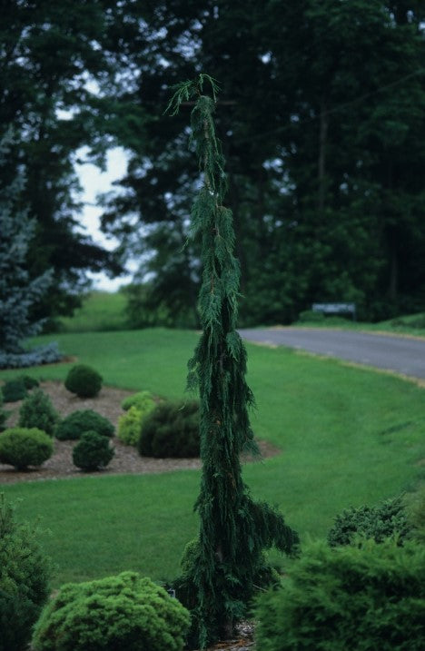 False Cypress - Green Arrow