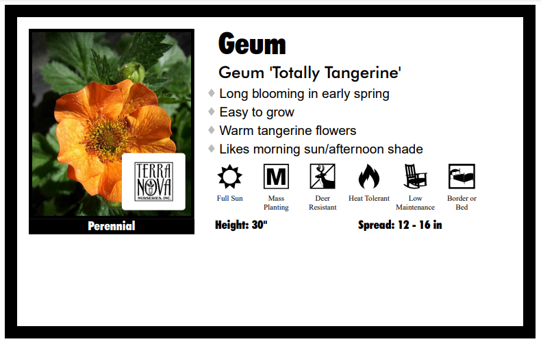 Geum 'Totally Tangerine' Avens