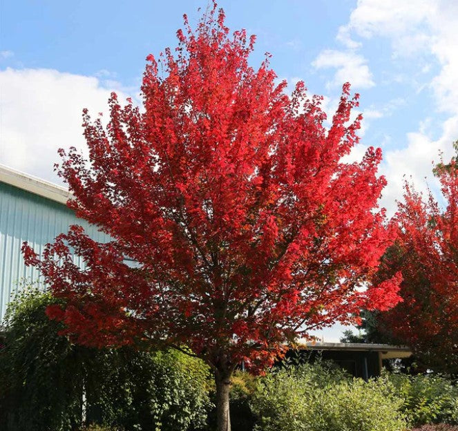 Maple - Red Point Calip