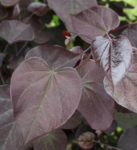 Redbud - Burgandy Hearts