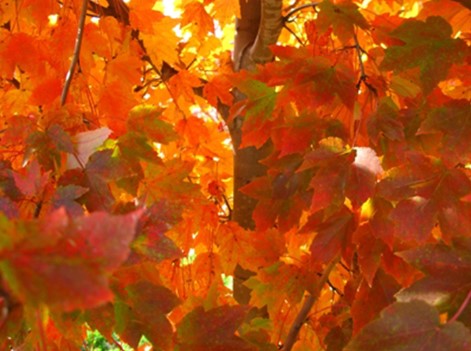 Red Maple - October Glory Calip