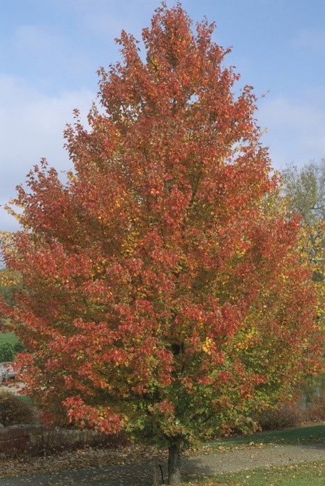 Maple - Red Sunset Calip