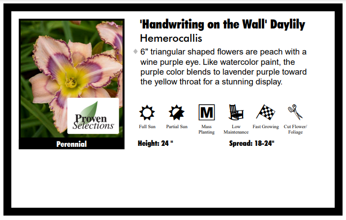 Hemerocallis "Handwriting on the Wall" Daylily