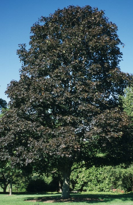 Maple - Crimson King Purple Leaf Calip