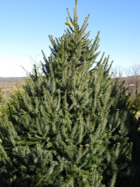 Spruce - Serbian