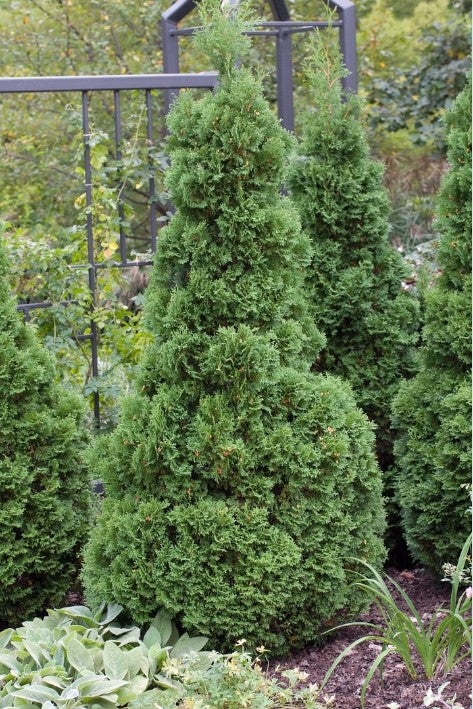 Arborvitae - Holmstrup