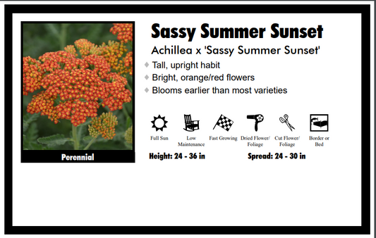 Achillea "Sassy Summer Sunset" Yarrow