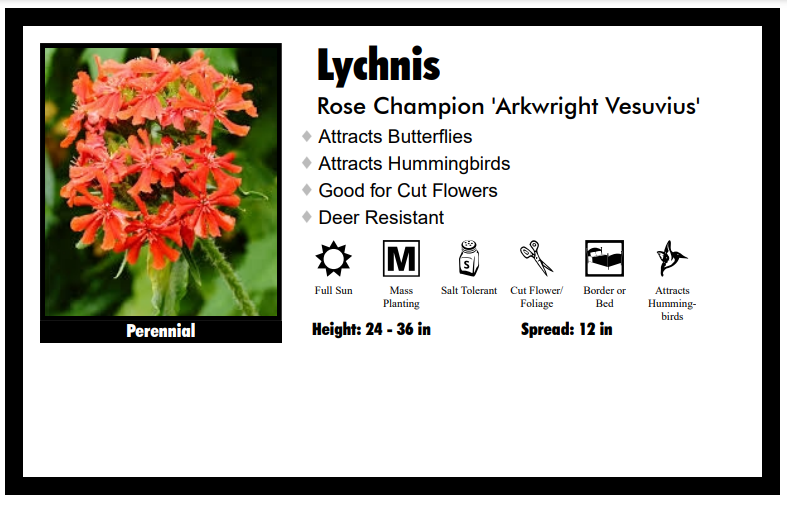 Lychnis ‘Arkwright Vesuvius’ Rose Champion