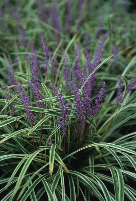 lavender variegated liriope plant Liriope
