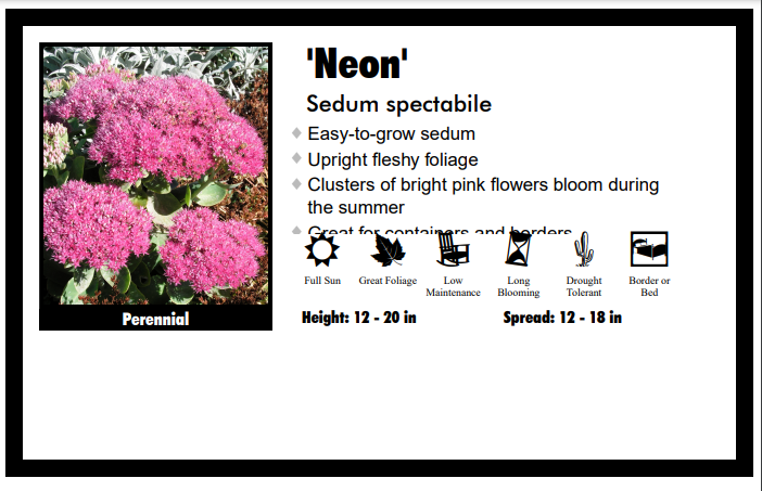 Sedum 'Neon' Stonecrop