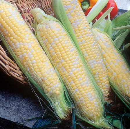 Corn - Butter and Sugar Seed