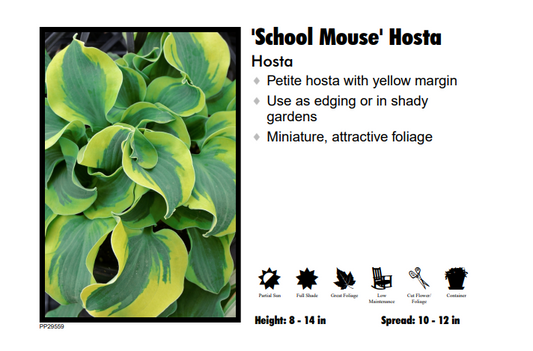 Hosta 'School Mouse'