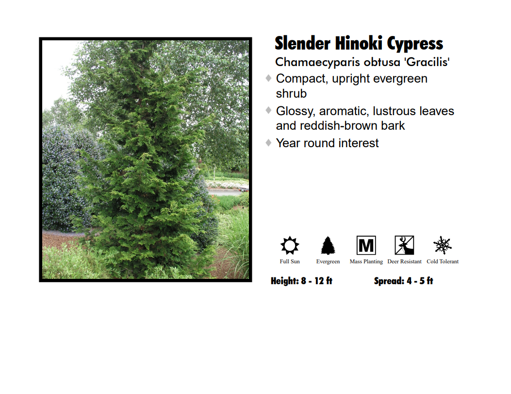 Hinoki Cypress - Dwarf Slender