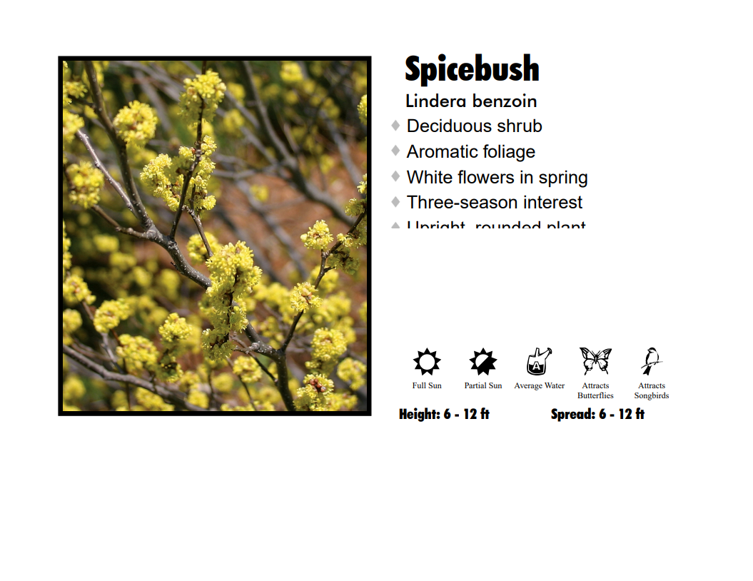 Spicebush - Lindera Benzoin