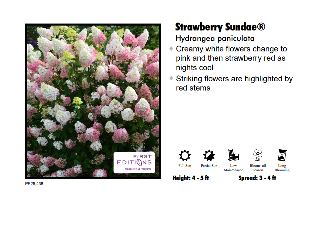 Hydrangea - Strawberry Sundae