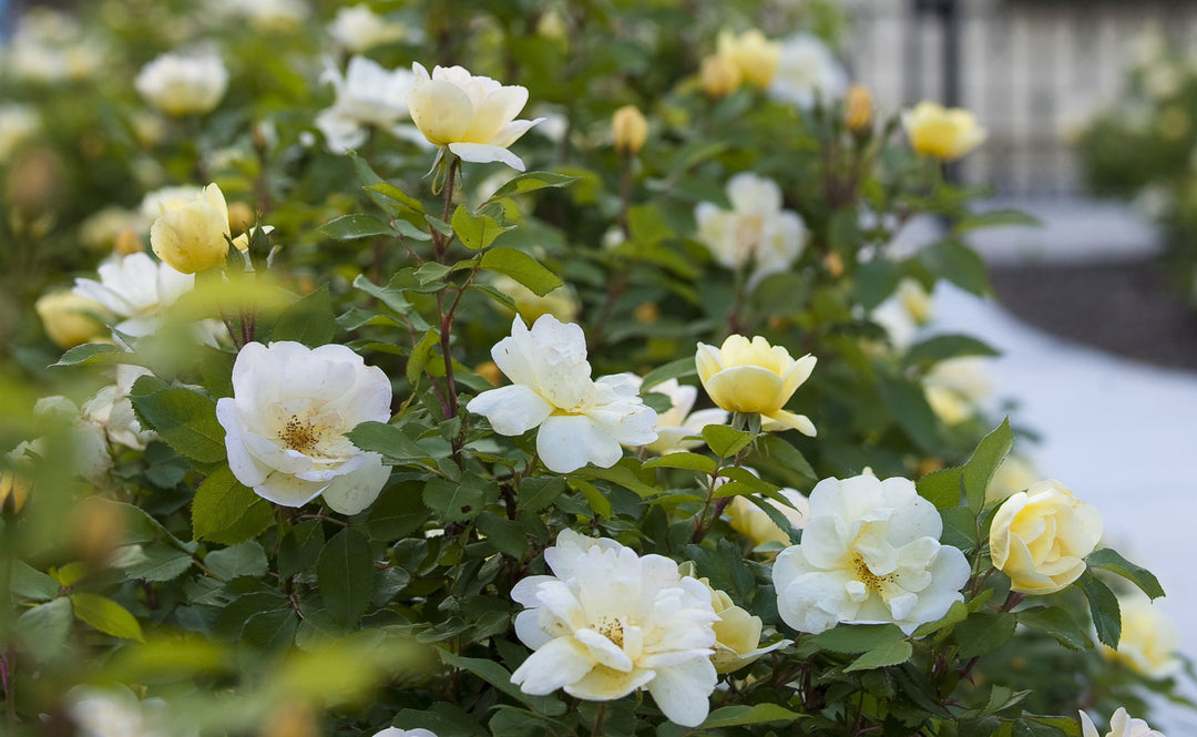 Rose - Sunny Knockout Yellow
